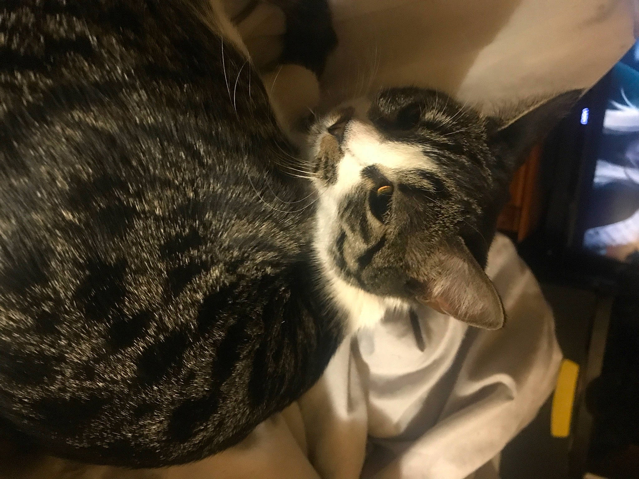 Sammie is registered to the contest to win money with this photo: beard, carnivore, cat, comfort, companion_dog, dog_breed, eye, eyewear, facial_hair, felidae, fur, gesture, human_leg, mammal, paw, small_to_medium_sized_cats, snout, sunglasses, vertebrate, whiskers