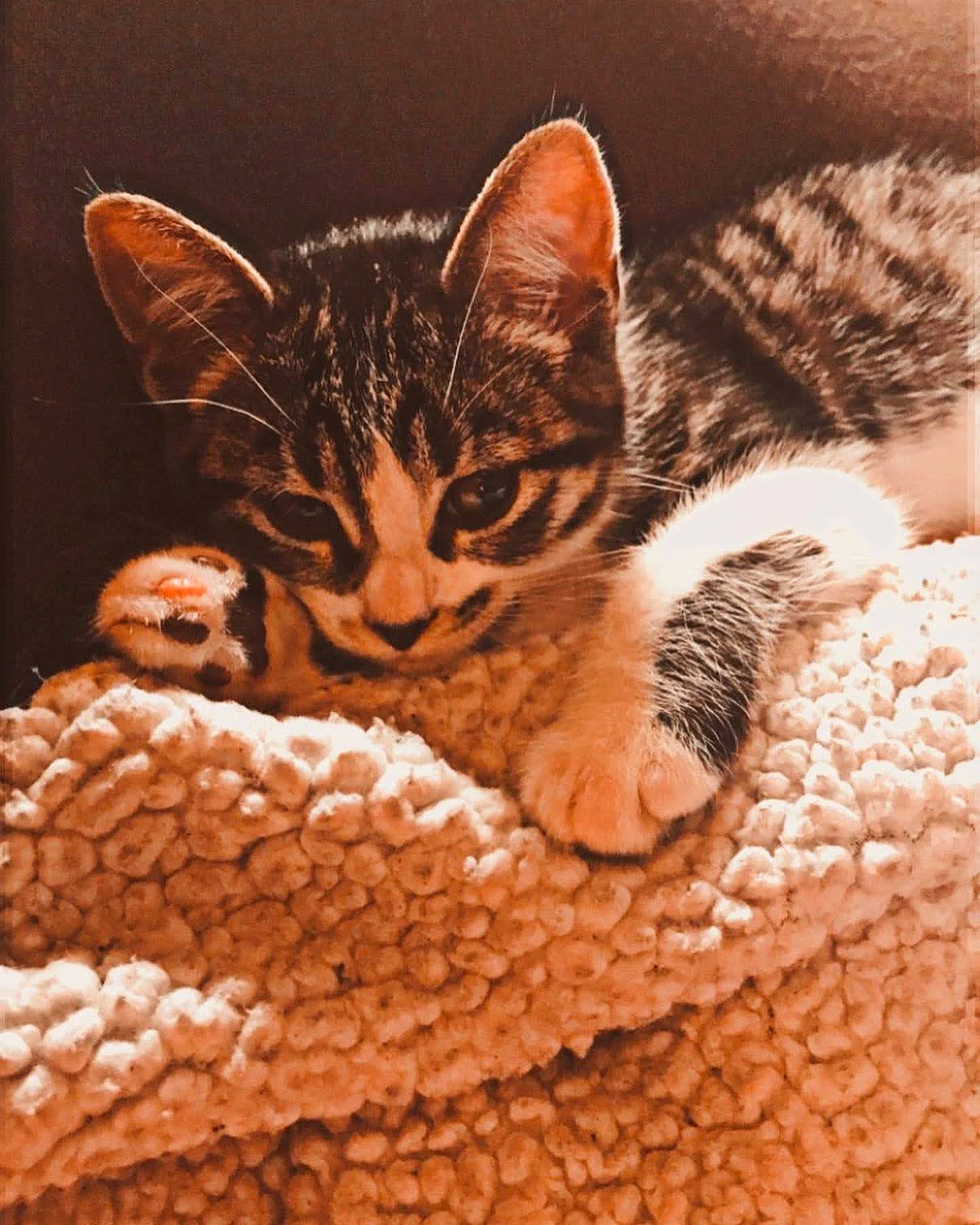 Sammie joined the competition — help win amazing prizes! carnivore, cat, cat_bed, cat_supply, comfort, domestic_short_haired_cat, fawn, felidae, fur, linens, pattern, paw, small_to_medium_sized_cats, snout, tail, terrestrial_animal, vertebrate, whiskers, wildlife, wood