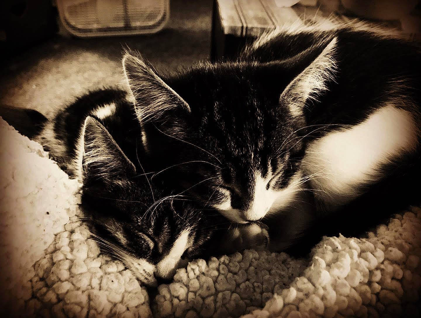 Sammie joined the competition — help win amazing prizes! black_and_white, carnivore, cat, cloud, comfort, darkness, domestic_short_haired_cat, felidae, fur, grey, monochrome, monochrome_photography, paw, sky, small_to_medium_sized_cats, snout, stock_photography, style, tail, whiskers