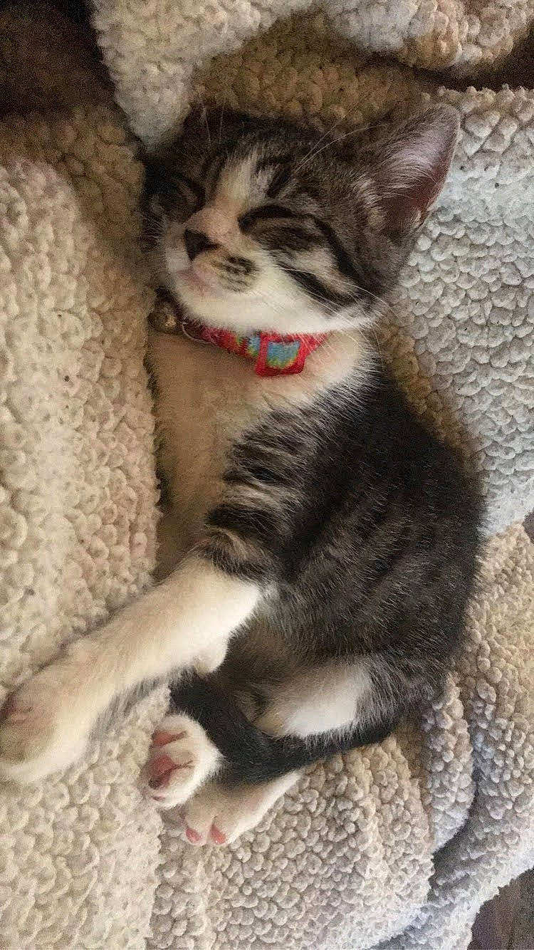 Sammie is registered to the contest to win money with this photo: carnivore, cat, claw, comfort, domestic_short_haired_cat, fawn, felidae, foot, fur, leg, paw, sitting, small_to_medium_sized_cats, snout, tail, terrestrial_animal, whiskers