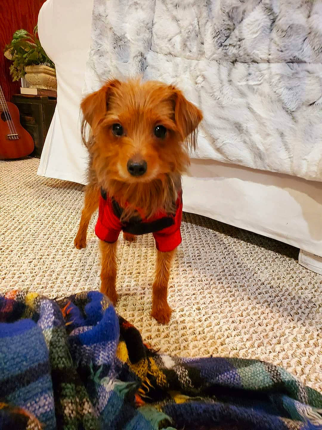 Dex joined the competition — help win amazing prizes! blue, carnivore, companion_dog, dog, dog_breed, dog_clothes, dog_supply, fawn, flooring, flowerpot, houseplant, musical_instrument, orange, pet_supply, plant, small_terrier, snout, terrier, toy_dog, working_animal