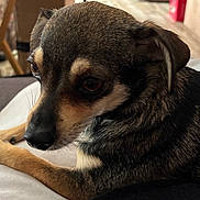 Tiny is registered to the contest to win money with this photo: black, blanket, brindle, canine, close_up, companion, couch, dog, ear, eyes, fur, indoor, nose, paws, pet, portrait, relaxed, small_dog, tan, whiskers