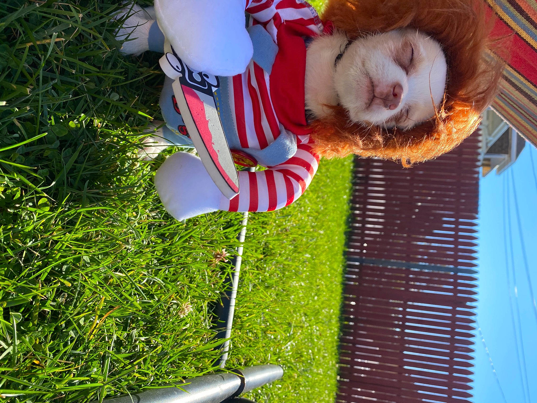 Nicolas is registered to the contest to win money with this photo: canidae, domestic_rabbit, grass, leash, rabbit, rabbits_and_hares, tail