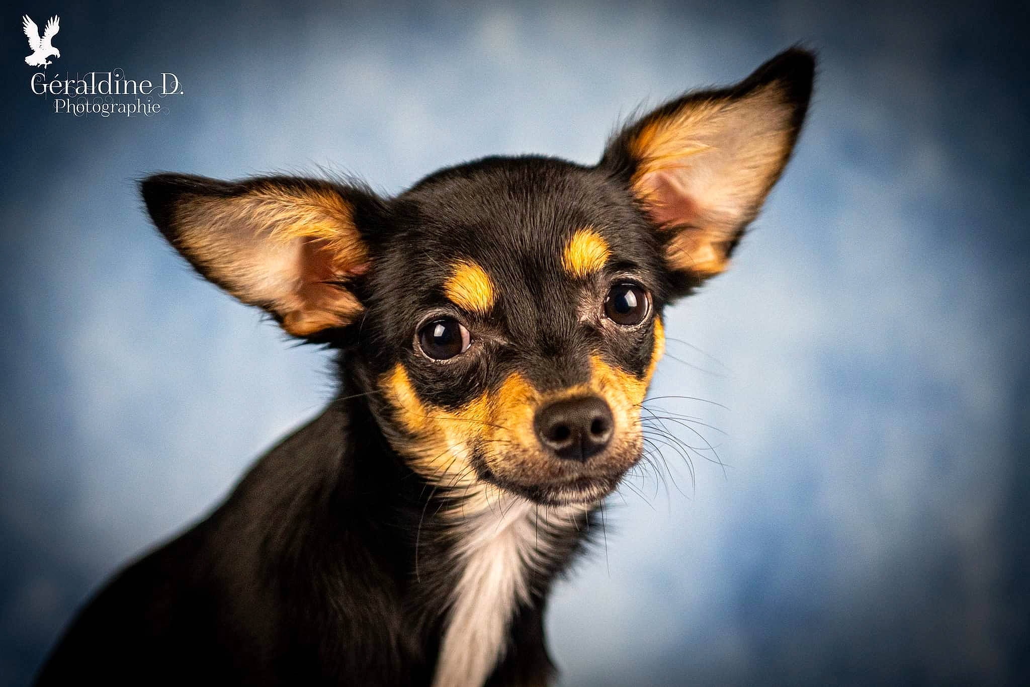 Tilou a rejoint le concours — aidez-le/la à gagner de superbes lots ! canidae, carnivore, companion_dog, darkness, dog, dog_breed, ear, fawn, fur, paw, russkiy_toy, sporting_group, terrestrial_animal, toy_dog, whiskers, wildlife, working_animal, working_dog