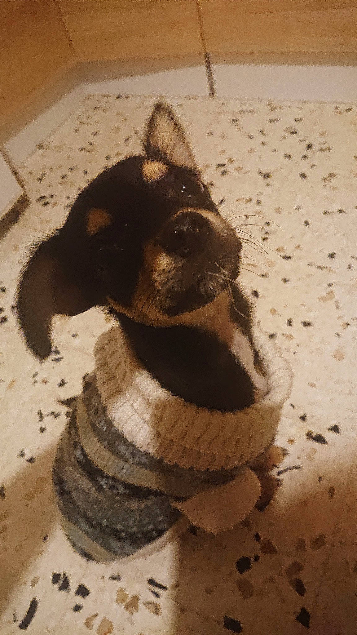 Tilou participe au concours pour gagner de l'argent avec cette photo : art, canidae, carnivore, companion_dog, dog, dog_breed, fawn, fur, liver, paw, pet_supply, snout, sporting_group, tail, terrestrial_animal, toy, toy_dog, whiskers, wood, working_animal