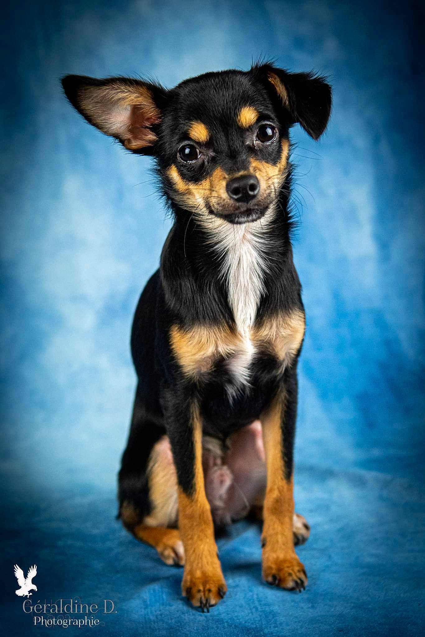 Tilou participe au concours pour gagner de l'argent avec cette photo : canidae, carnivore, companion_dog, dog, dog_breed, fawn, fur, puppy, snout, sporting_group, terrestrial_animal, terrier, toy_dog, whiskers, working_animal, working_dog