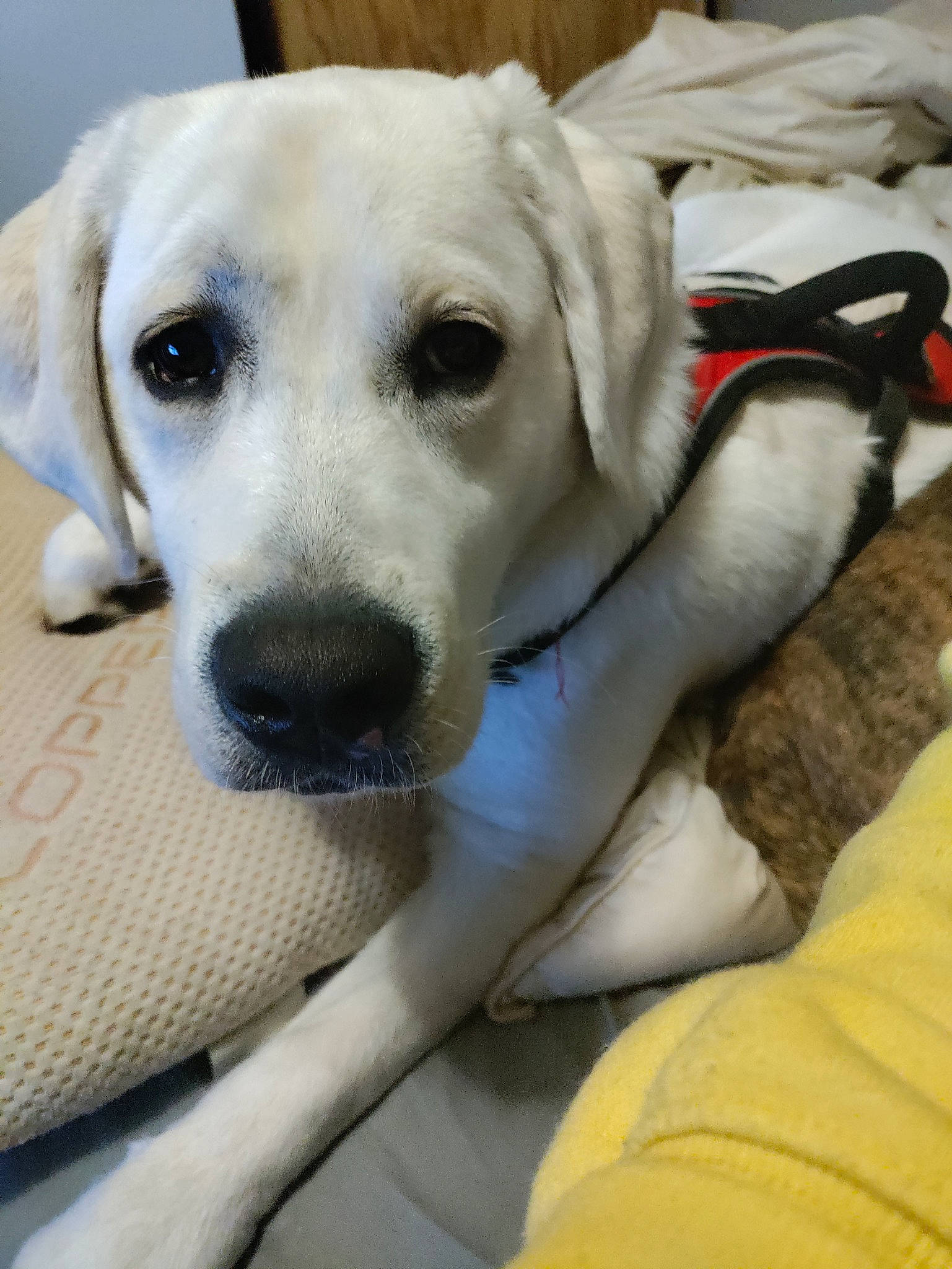 Bella is registered to the contest to win money with this photo: canidae, carnivore, comfort, companion_dog, dog, dog_breed, dog_collar, fawn, fur, gun_dog, plant, snout, sporting_group, terrestrial_animal, whiskers, white, working_animal, yellow