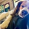 Oliver Oli Oli Oil is registered to the contest to win money with this photo: animal, artwork, calm, closeup, couch, cozy, dog, fur, home, indoor, leather, natural_light, painting, pet, portrait, relaxed, resting, sleeping, white_paws, window