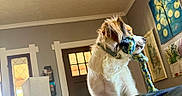 Oliver Oli Oli Oil is registered to the contest to win money with this photo: animal, collar, couch, cozy, curious, decor, dog, door, fur, furniture, home, indoor, lamp, light, living_room, looking_away, painting, pet, rope_toy, window