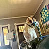 animal, collar, couch, cozy, curious, decor, dog, door, fur, furniture, home, indoor, lamp, light, living_room, looking_away, painting, pet, rope_toy, window