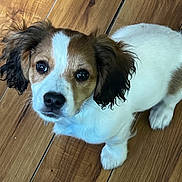 Oliver Oli Oli Oil joined the competition — help win amazing prizes! animal, brown, canine, close_up, companion, cute, dog, domestic_animal, ears, floor, fur, indoor, looking_up, pet, portrait, puppy, small_dog, white, wooden_floor, young