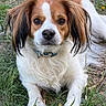 Oliver Oli Oli Oil joined the competition — help win amazing prizes! alert, animal, brown_and_white, calm, canine, close_up, collar, cute, dog, ears, fur, grass, lying_down, mammal, nature, outdoor, paw, pet, portrait, snout