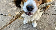 Oliver Oli Oli Oil joined the competition — help win amazing prizes! dog, stick, outdoor, concrete, fur, pet, animal, brown, white, ears, snout, mouth, eyes, playful, closeup, cute, canine, nature, sunlight, shadow