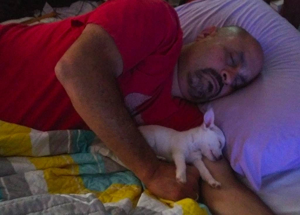 Toby is registered to the contest to win money with this photo: abdomen, bed, bedtime, carnivore, child, comfort, elbow, fawn, felidae, flesh, fun, fur, lap, linens, nail, nap, room, sleep, small_to_medium_sized_cats, t_shirt