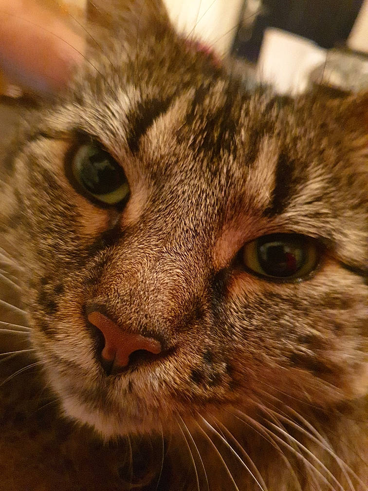 Gertrude participe au concours pour gagner de l'argent avec cette photo : carnivore, cat, domestic_short_haired_cat, ear, felidae, fur, grass, mammal, small_to_medium_sized_cats, snout, terrestrial_animal, vertebrate, whiskers, wildlife, wood