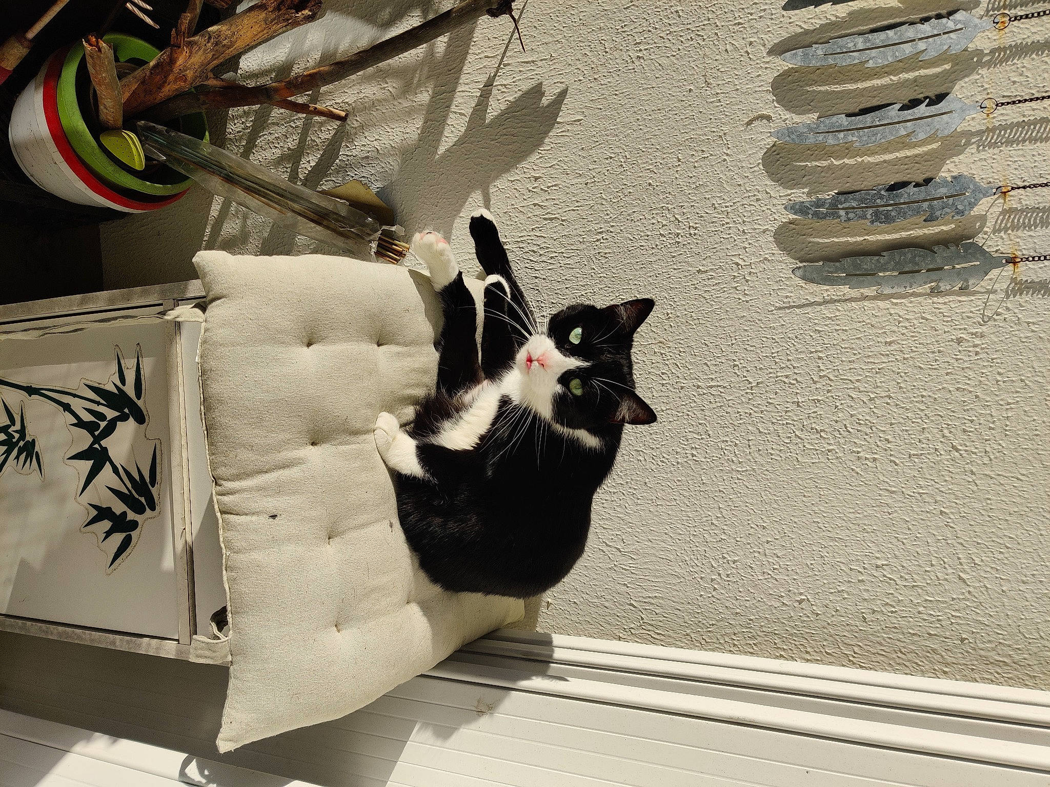 Moon participe au concours pour gagner de l'argent avec cette photo : automotive_design, black_cat, carmine, carnivore, cat, comfort, design, domestic_short_haired_cat, event, felidae, flowerpot, fur, grey, houseplant, monochrome_photography, small_to_medium_sized_cats, tail, twig, whiskers, wood