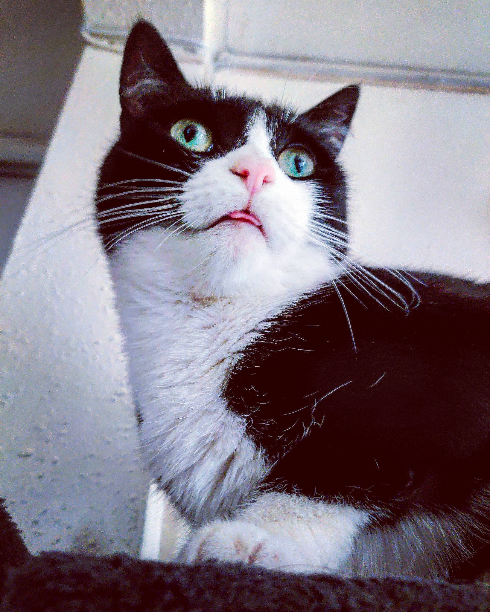 Moon a rejoint le concours — aidez-le/la à gagner de superbes lots ! box, carnivore, cat, domestic_short_haired_cat, eye, felidae, fur, iris, monochrome_photography, paw, rectangle, sitting, small_to_medium_sized_cats, snout, stairs, tail, tints_and_shades, whiskers, window