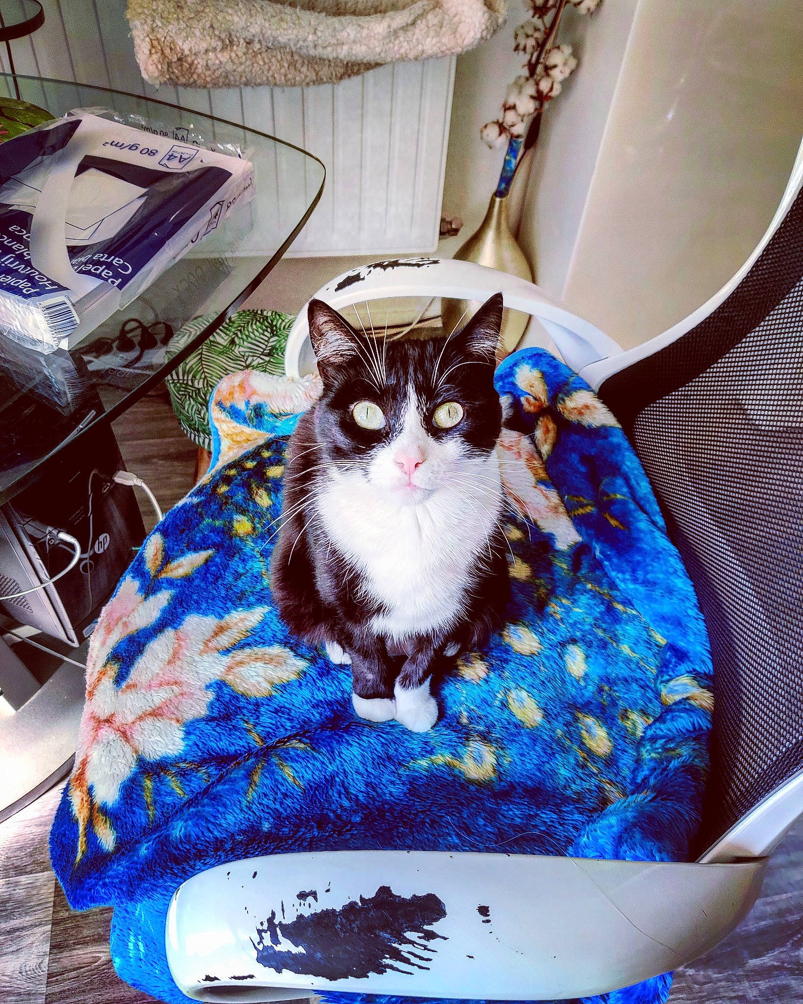 Moon a rejoint le concours — aidez-le/la à gagner de superbes lots ! bedding, blue, carnivore, cat, cat_supply, chair, curtain, dishware, domestic_short_haired_cat, electric_blue, felidae, fur, linens, pattern, porcelain, purple, serveware, small_to_medium_sized_cats, textile, whiskers