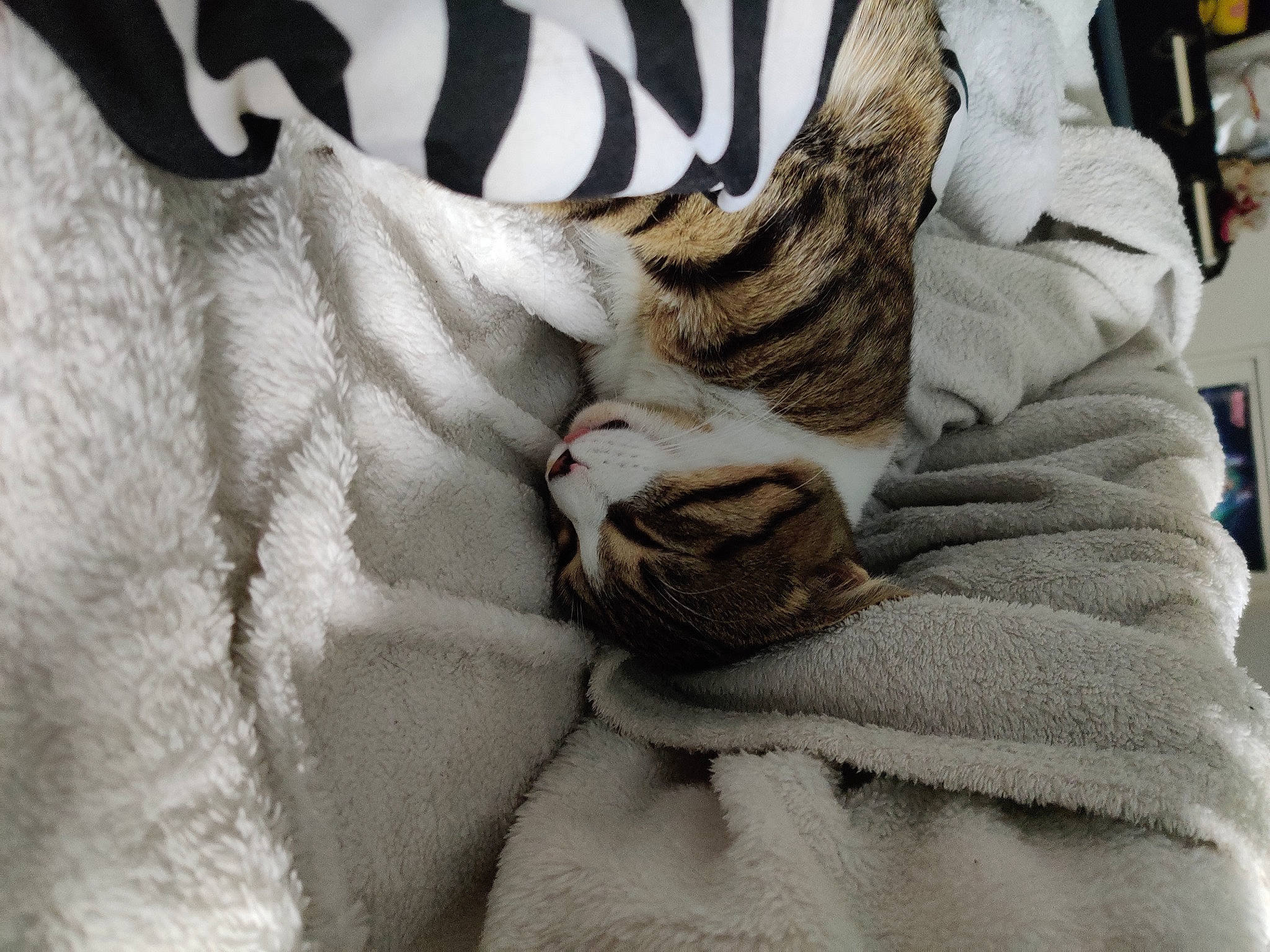 Sun a rejoint le concours — aidez-le/la à gagner de superbes lots ! bengal_tiger, carnivore, cat, comfort, domestic_short_haired_cat, fawn, felidae, fur, grey, human_leg, linens, paw, siberian_tiger, small_to_medium_sized_cats, snout, terrestrial_animal, textile, whiskers, white, wildlife