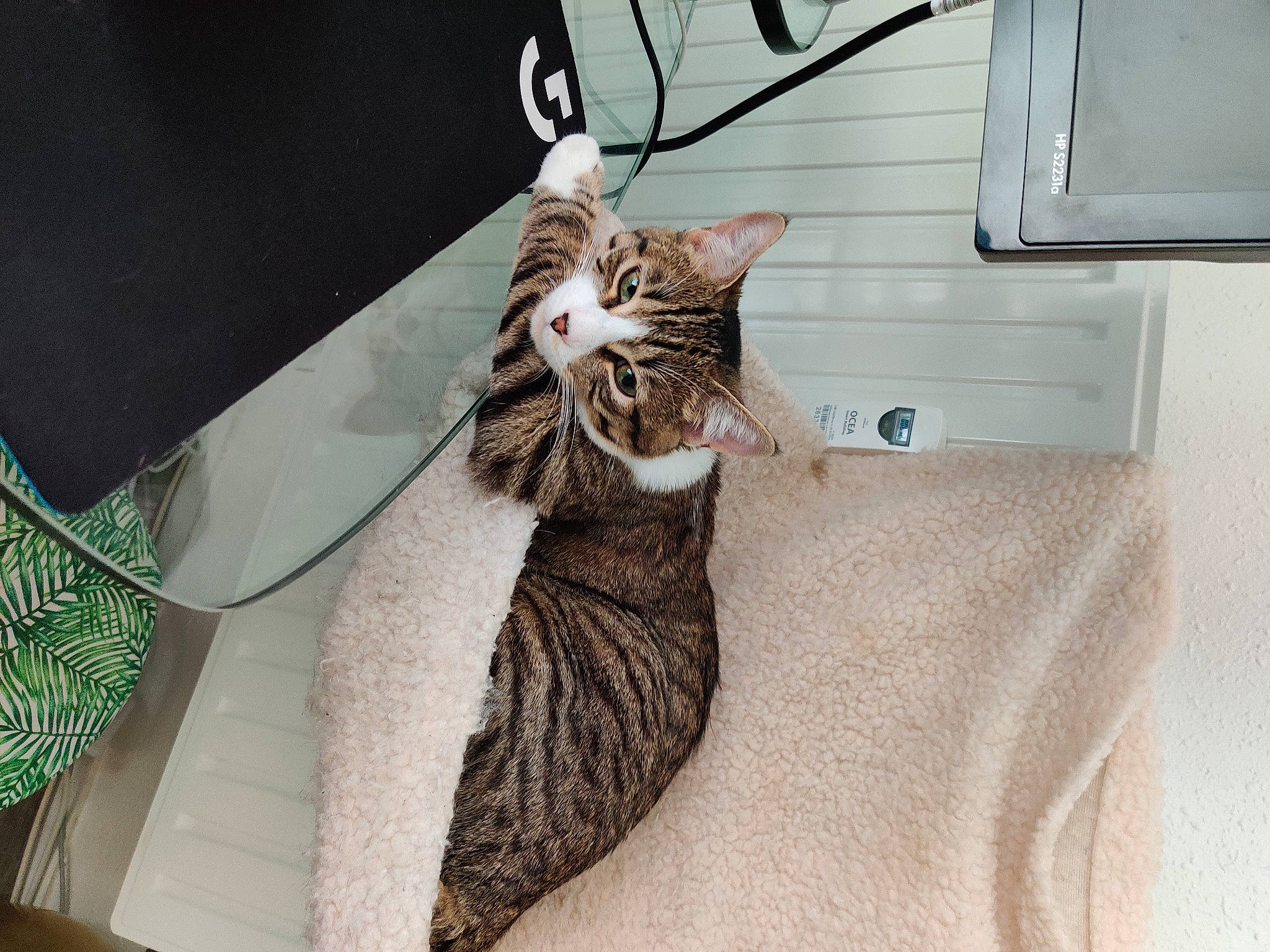 Sun a rejoint le concours — aidez-le/la à gagner de superbes lots ! bag, cabinetry, carnivore, cat, comfort, domestic_short_haired_cat, drawer, felidae, formal_wear, fur, home_appliance, kitchen_appliance, linens, pattern, room, small_to_medium_sized_cats, tail, whiskers