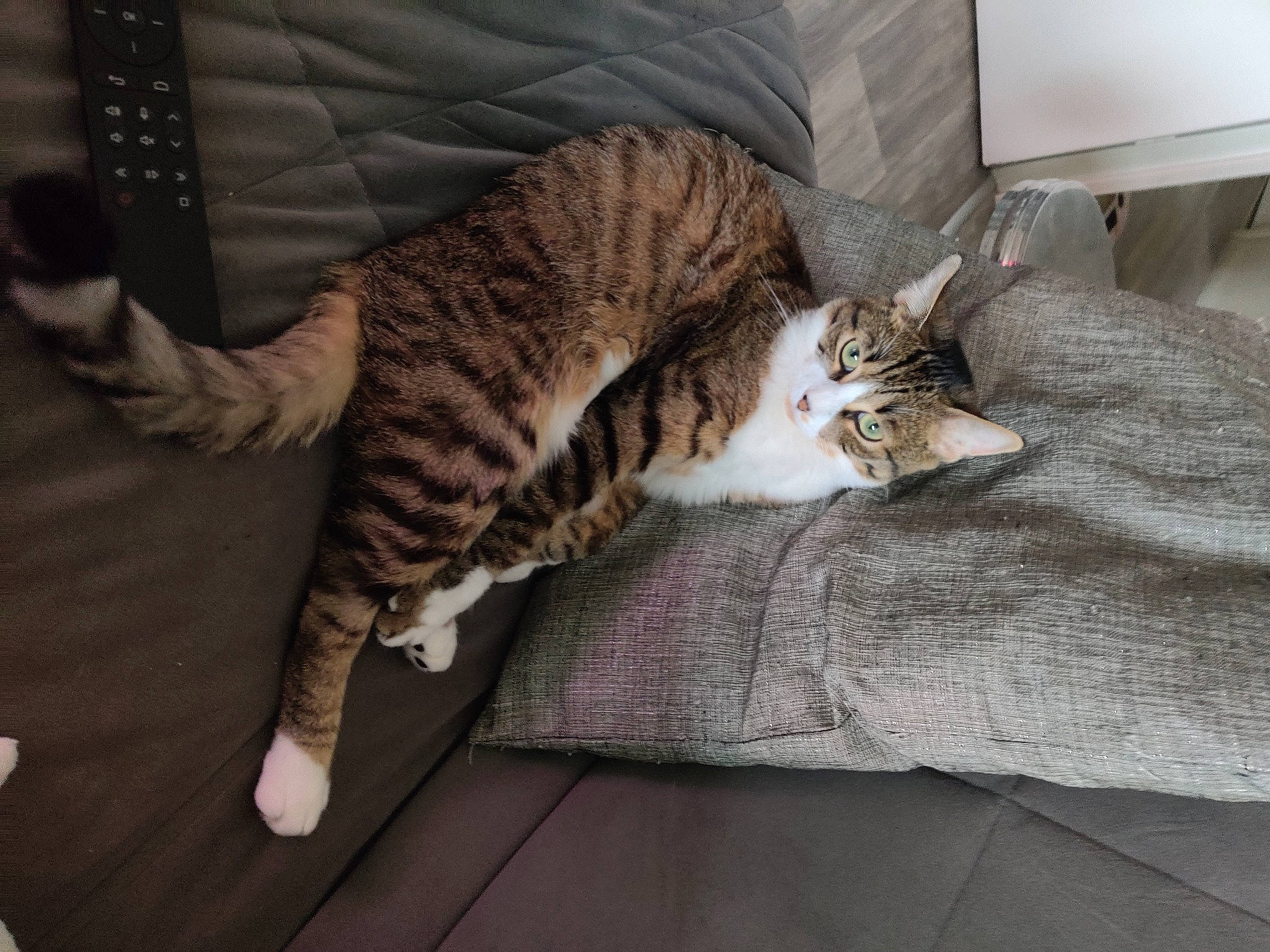 Sun a rejoint le concours — aidez-le/la à gagner de superbes lots ! bed, carnivore, cat, claw, comfort, domestic_short_haired_cat, felidae, flooring, fur, grey, hardwood, linens, nap, paw, room, small_to_medium_sized_cats, tail, terrestrial_animal, whiskers, wood