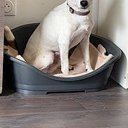 Heliot a rejoint le concours — aidez-le/la à gagner de superbes lots ! dog, pet_bed, blanket, floor, wooden_floor, indoor, animal, canine, collar, white_coat, brown_coat, sitting, looking, calm, domestic, household, corner, wall, flooring, relaxed
