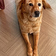 Fifi a rejoint le concours — aidez-le/la à gagner de superbes lots ! dog, canine, pet, golden_brown, floor, wooden_floor, indoor, laying_down, paws, fur, animal, looking, attentive, calm, cute, companion, domestic, portrait, mammal, friendly
