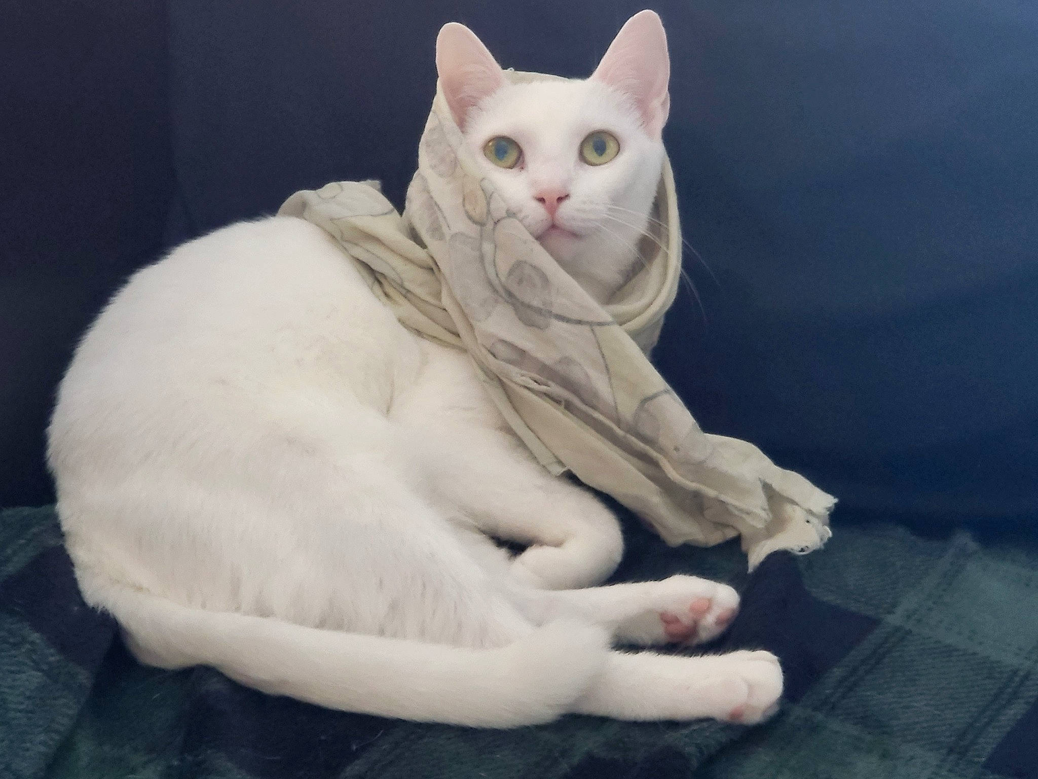 Blanche a rejoint le concours — aidez-le/la à gagner de superbes lots ! art, carmine, carnivore, cat, ceramic, comfort, domestic_short_haired_cat, fawn, felidae, fur, paw, porcelain, sculpture, serveware, sitting, small_to_medium_sized_cats, snout, tail, whiskers, window