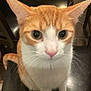 cat, orange_cat, white_cat, pet, animal, whiskers, ears, fur, close_up, looking_up, domestic_cat, cute, sitting, indoor, feline, attention, portrait, eyes, nose, tail