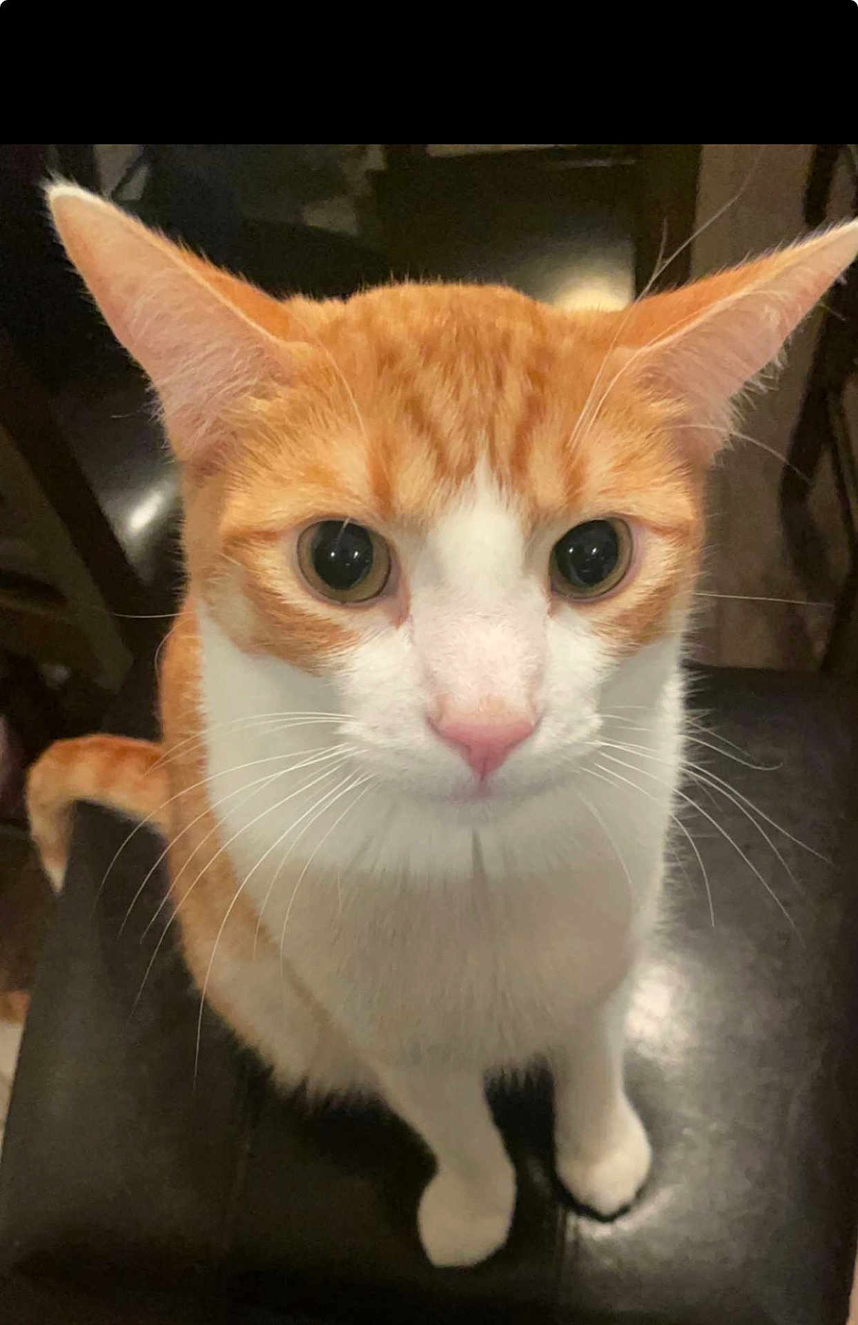 Simba