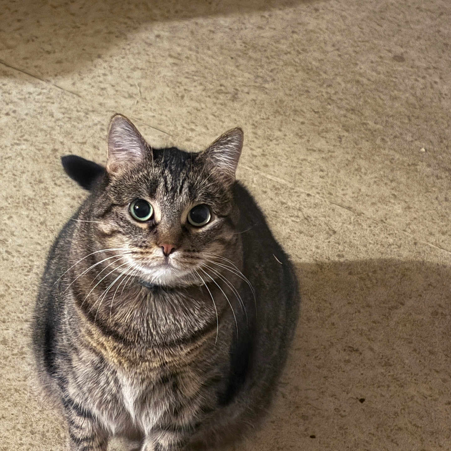 Goose is registered to the contest to win money with this photo: cat, tabby, pet, animal, whiskers, ears, eyes, fur, sitting, floor, shadow, indoor, cute, curious, feline, mammal, domestic, closeup, portrait, adorable