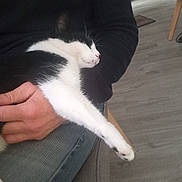 Choupi a rejoint le concours — aidez-le/la à gagner de superbes lots ! black_and_white, casual, cat, chair, clothing, comfort, domestic, feline, floor, hand, indoor, jeans, lap, person, pet, relaxing, resting, sleeping, stretching, wooden_floor