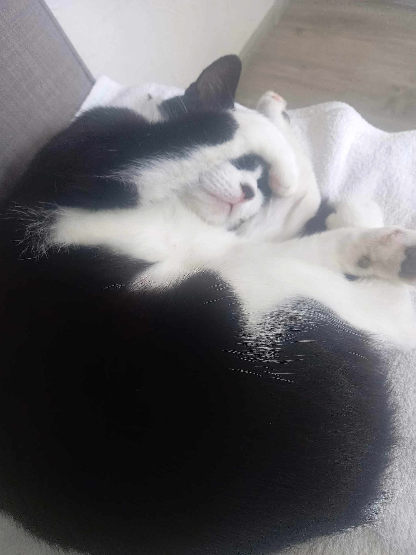 Choupi