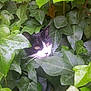 Choupi participe au concours pour gagner de l'argent avec cette photo : animal, black_and_white_cat, camouflage, cat, close_up, curious, eyes, face, foliage, garden, green_leaves, hidden, ivy, leaf, mammal, nature, outdoor, pet, plant, whiskers