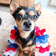 Abou participe au concours pour gagner de l'argent avec cette photo : dog, small_dog, black_and_tan, portrait, close_up, pet, animal, face, eyes, ears, nose, whiskers, sitting, indoors, home, carpet, wood_floor, flowers, red_white_blue, patriotic