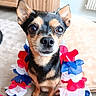 dog, small_dog, black_and_tan, portrait, close_up, pet, animal, face, eyes, ears, nose, whiskers, sitting, indoors, home, carpet, wood_floor, flowers, red_white_blue, patriotic