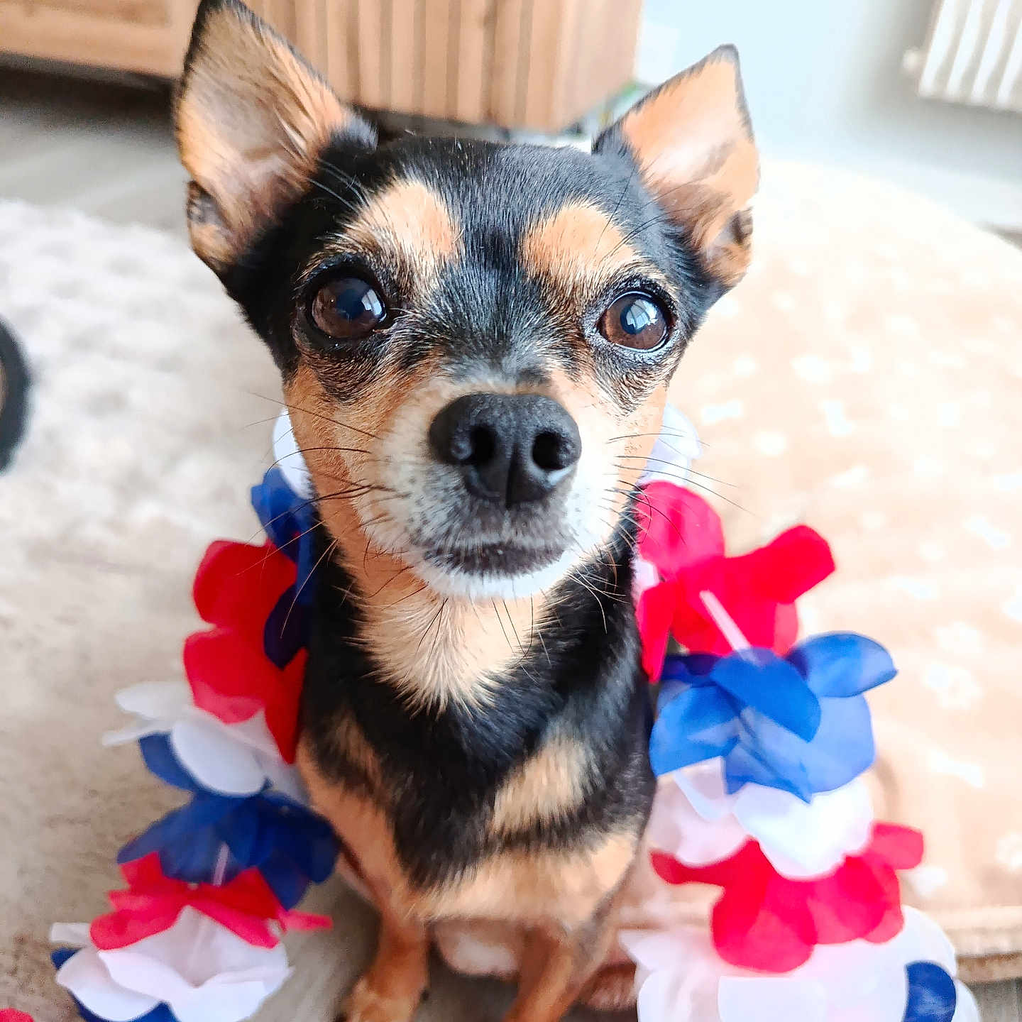 Abou participe au concours pour gagner de l'argent avec cette photo : dog, small_dog, black_and_tan, portrait, close_up, pet, animal, face, eyes, ears, nose, whiskers, sitting, indoors, home, carpet, wood_floor, flowers, red_white_blue, patriotic