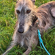 Tango participe au concours pour gagner de l'argent avec cette photo : dog, sighthound, irish_wolfhound_like, long_fur, grey_coat, leash, collar, grass, outdoor, pet, portrait, close_up, muzzle, brown_eyes, resting, lying_down, fur_texture, summer, calm, canine