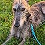 dog, sighthound, irish_wolfhound_like, long_fur, grey_coat, leash, collar, grass, outdoor, pet, portrait, close_up, muzzle, brown_eyes, resting, lying_down, fur_texture, summer, calm, canine