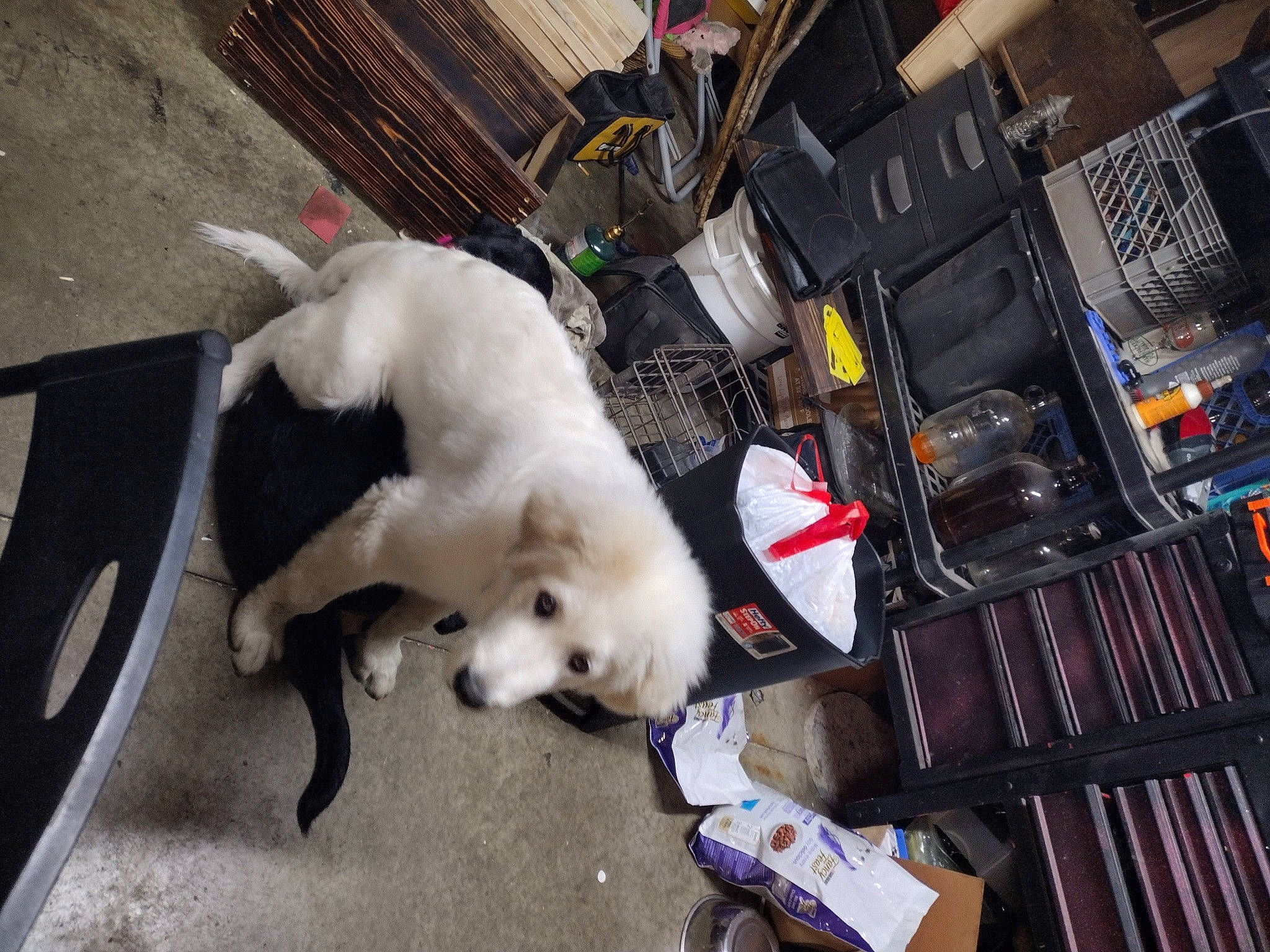 Atlas is registered to the contest to win money with this photo: canidae, carnivore, collar, companion_dog, dog, dog_breed, fawn, felidae, flooring, fur, guard_dog, non_sporting_group, room, small_to_medium_sized_cats, snout, sporting_group, street, street_dog, tail, working_animal