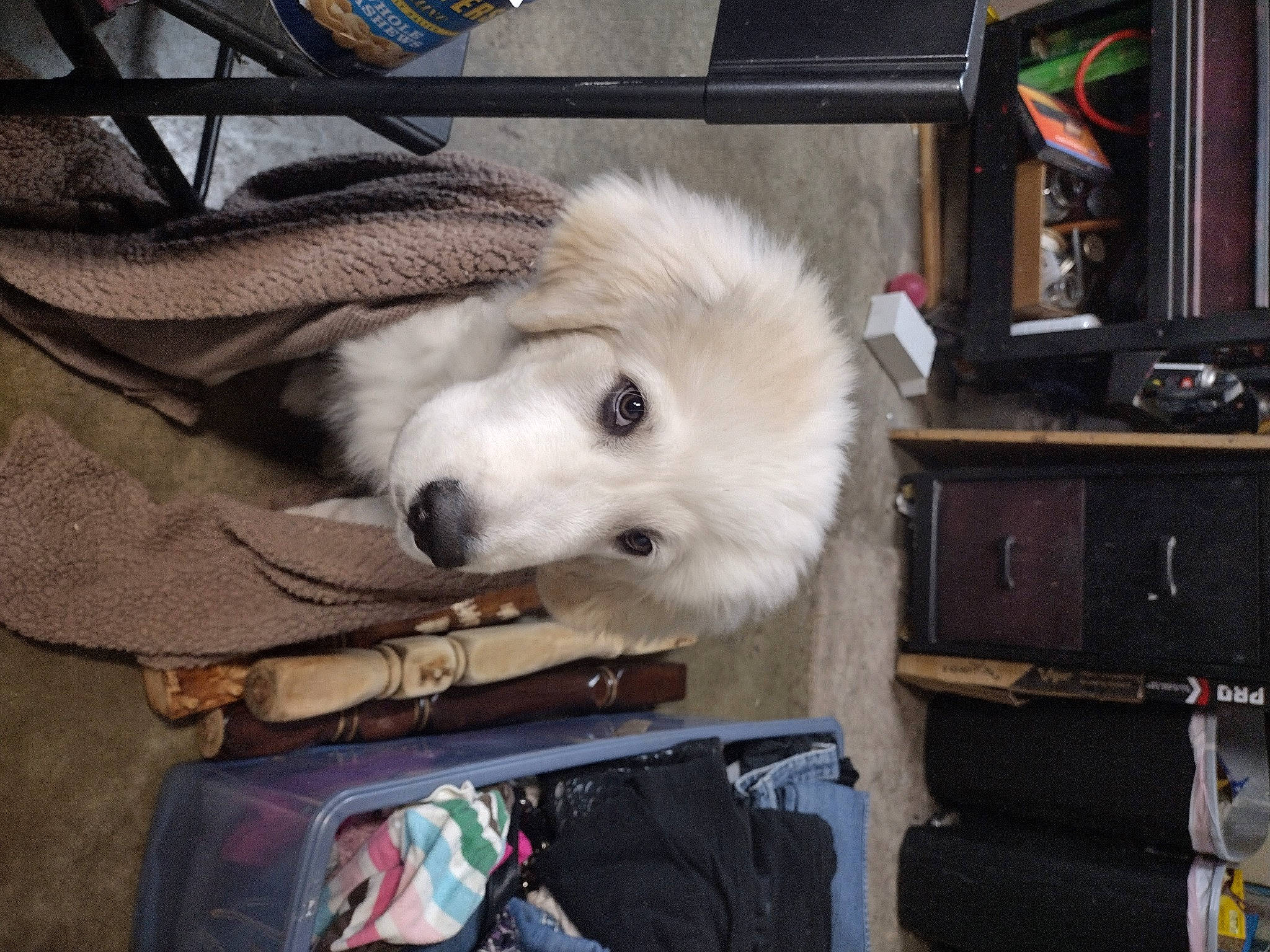 Atlas joined the competition — help win amazing prizes! cabinetry, canidae, carnivore, companion_dog, dog, dog_breed, fur, shelf, snout, sporting_group, television, tire, wheel, whiskers