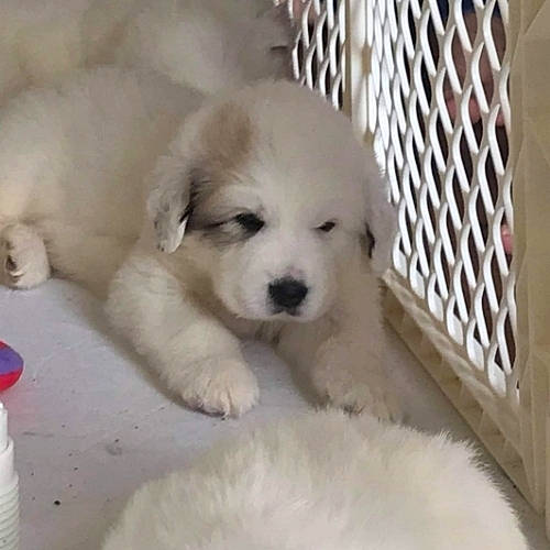 Atlas is registered to the contest to win money with this photo: animal_shelter, canidae, carnivore, companion_dog, dog, dog_breed, fence, fur, livestock_guardian_dog, mesh, non_sporting_group, pet_supply, polish_tatra_sheepdog, puppy_love, snout, sporting_group, terrestrial_animal, toy_dog, whiskers, working_animal