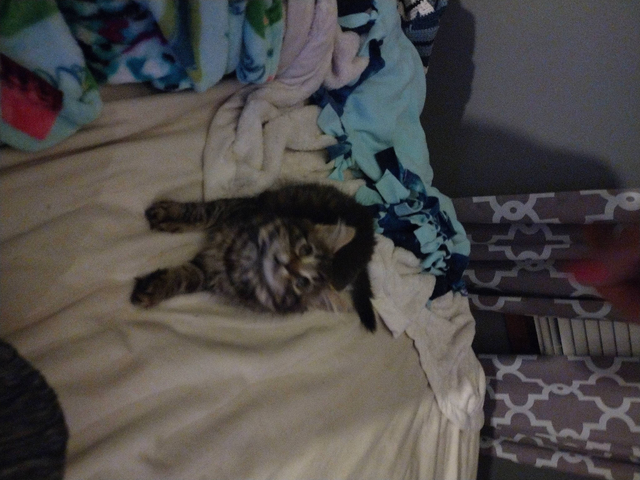 Miss Sophie is registered to the contest to win money with this photo: bed, bedding, bedroom, carnivore, cat, comfort, domestic_short_haired_cat, fawn, felidae, fur, grey, linens, pattern, paw, room, small_to_medium_sized_cats, tail, textile, whiskers, wood