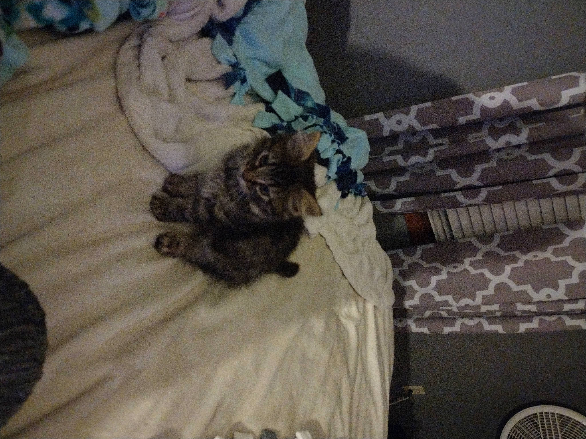 Miss Sophie joined the competition — help win amazing prizes! bed, carnivore, cat, closet, comfort, companion_dog, dog_breed, drawer, dress, duvet, fashion_design, felidae, grey, linens, sleeve, small_to_medium_sized_cats, sporting_group, textile, whiskers, wood