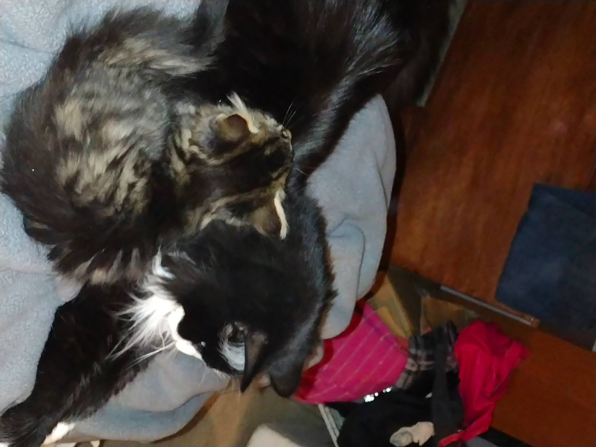 Miss Sophie joined the competition — help win amazing prizes! canidae, carnivore, claw, comfort, companion_dog, dog_breed, felidae, fur, hardwood, paw, puppy, small_to_medium_sized_cats, snout, sporting_group, tail, whiskers, wood