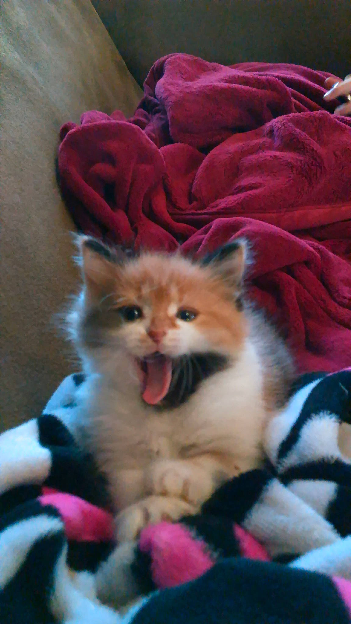 Blaze is registered to the contest to win money with this photo: box, carnivore, cat, cat_supply, claw, comfort, domestic_short_haired_cat, fawn, felidae, fur, iris, magenta, nap, paw, small_to_medium_sized_cats, snout, tail, terrestrial_animal, whiskers