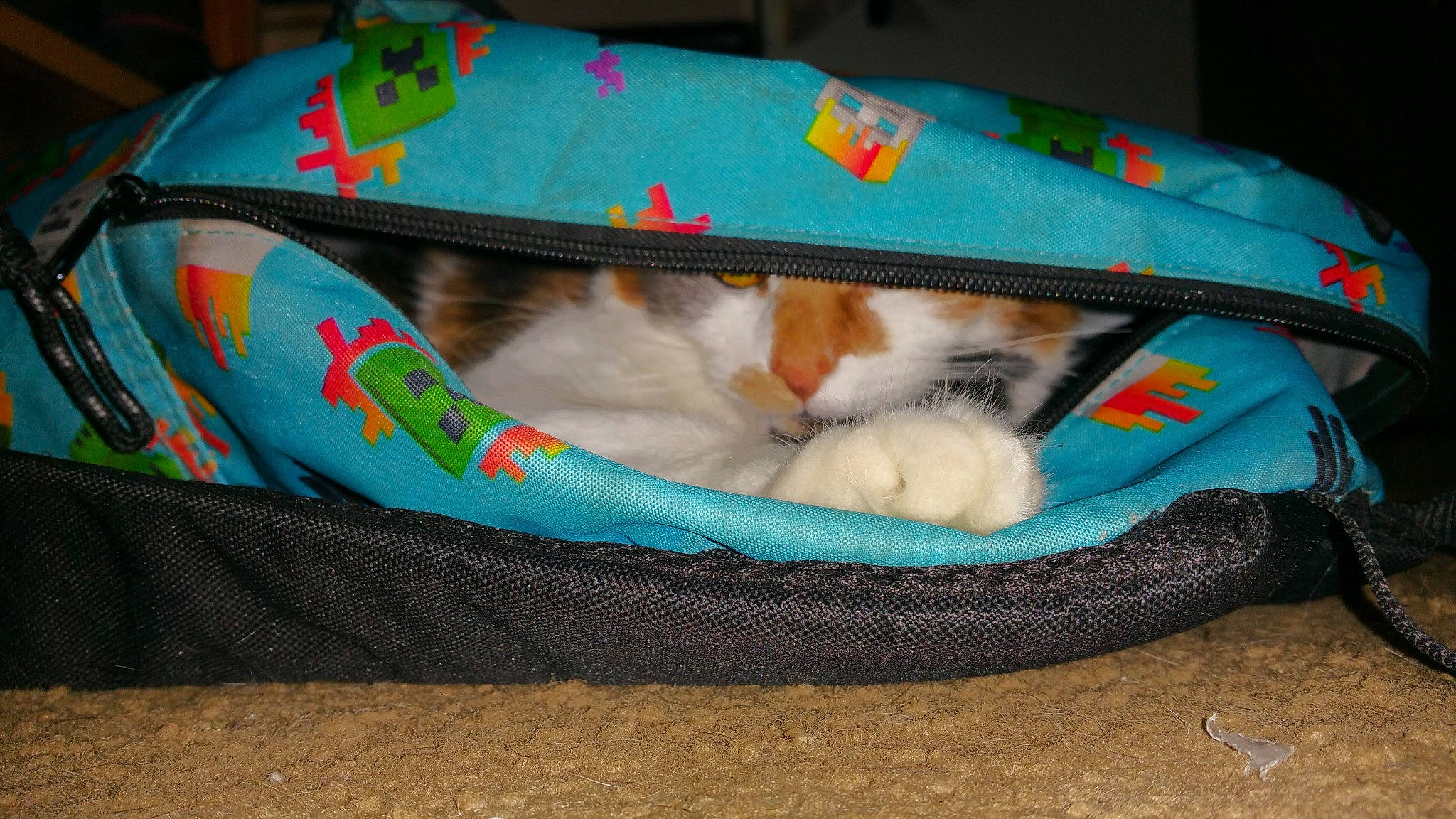 Blaze is registered to the contest to win money with this photo: bag, baggage, box, carnivore, cat, cat_supply, comfort, domestic_short_haired_cat, felidae, foot, fur, lap, luggage_and_bags, mammal, paw, pet_supply, sitting, small_to_medium_sized_cats, tail, whiskers