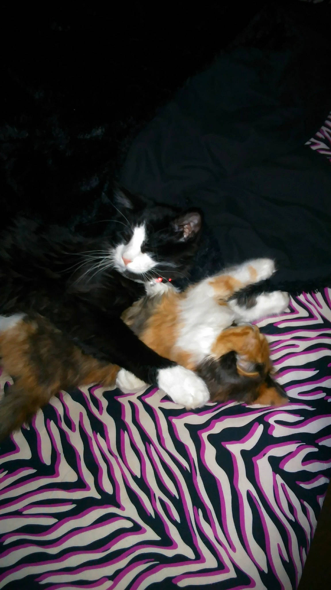 Blaze is registered to the contest to win money with this photo: blanket, canidae, carnivore, cat, comfort, dog_breed, domestic_short_haired_cat, felidae, fur, linens, nap, room, sleep, small_to_medium_sized_cats, tail, textile, whiskers