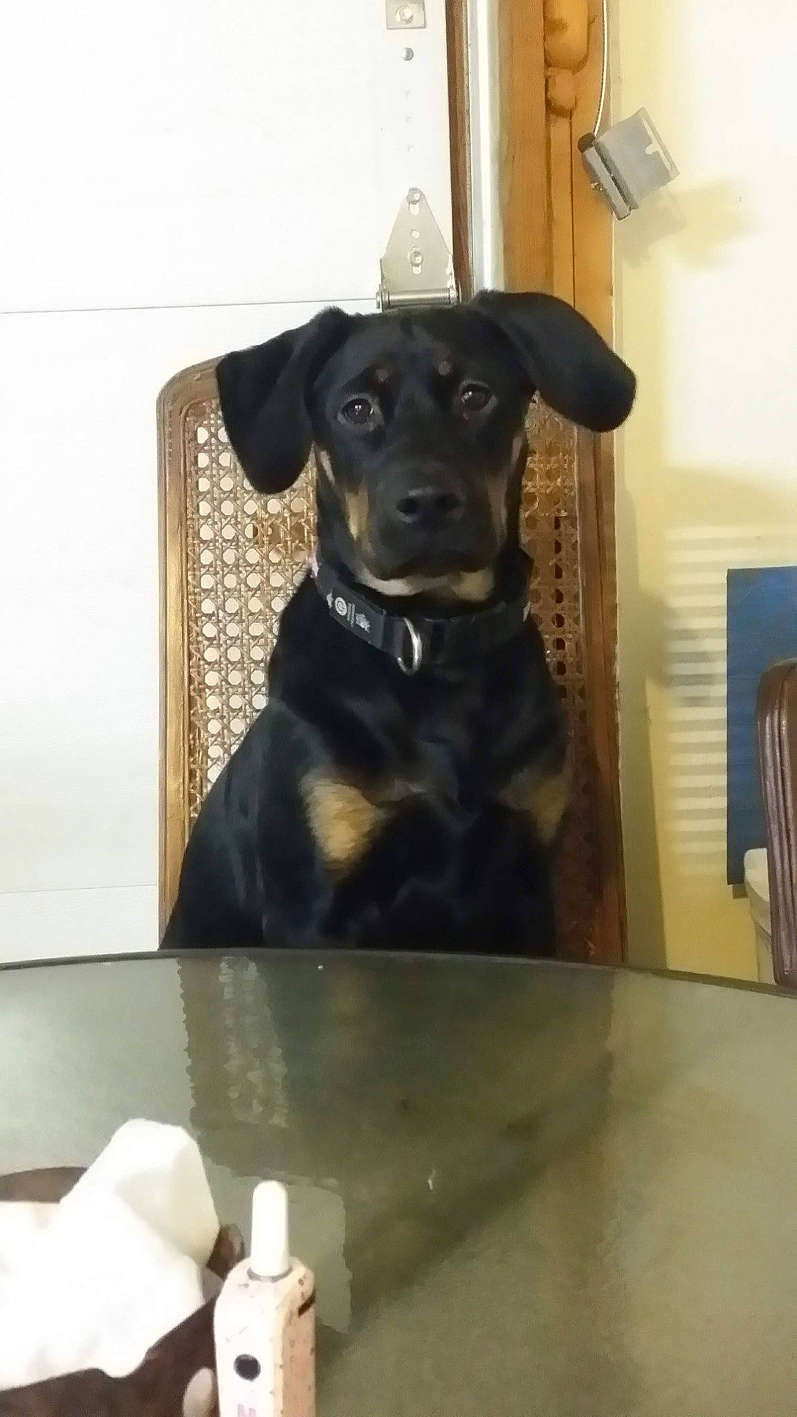 Jada is registered to the contest to win money with this photo: borador, canidae, carnivore, collar, companion_dog, dog, dog_breed, dog_collar, fawn, fur, guard_dog, liver, pet_supply, puppy, sleeve, snout, sporting_group, whiskers, working_animal, working_dog