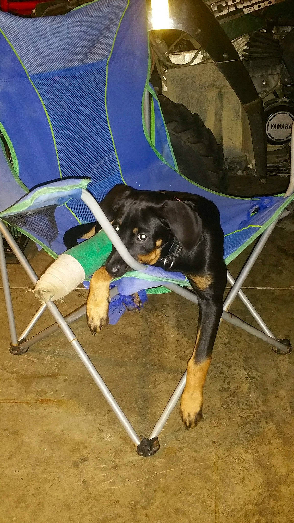 Jada joined the competition — help win amazing prizes! canidae, carnivore, chair, collar, comfort, dog, dog_breed, dog_supply, electric_blue, fashion_accessory, fawn, leash, leisure, pet_supply, shade, sporting_group, t_shirt, terrestrial_animal, umbrella, working_animal